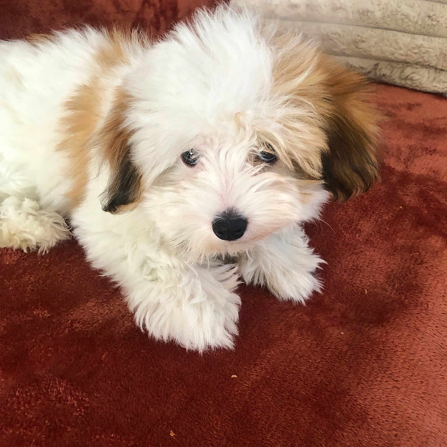 Apolo a rejoint le concours — aidez-le/la à gagner de superbes lots ! animal, blanket, companion, cozy, cute, dog, fluffy, fur, indoors, looking, lying_down, pet, pillow, puppy, resting, small, soft, tan, white, young