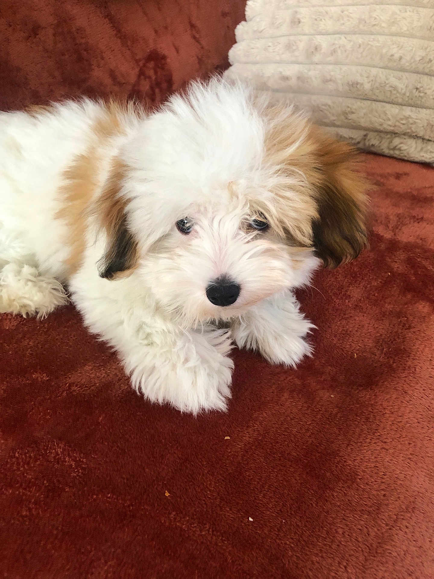 Apolo a rejoint le concours — aidez-le/la à gagner de superbes lots ! puppy, dog, fluffy, white, tan, pet, animal, cute, lying_down, blanket, pillow, indoors, fur, young, small, companion, resting, cozy, soft, looking