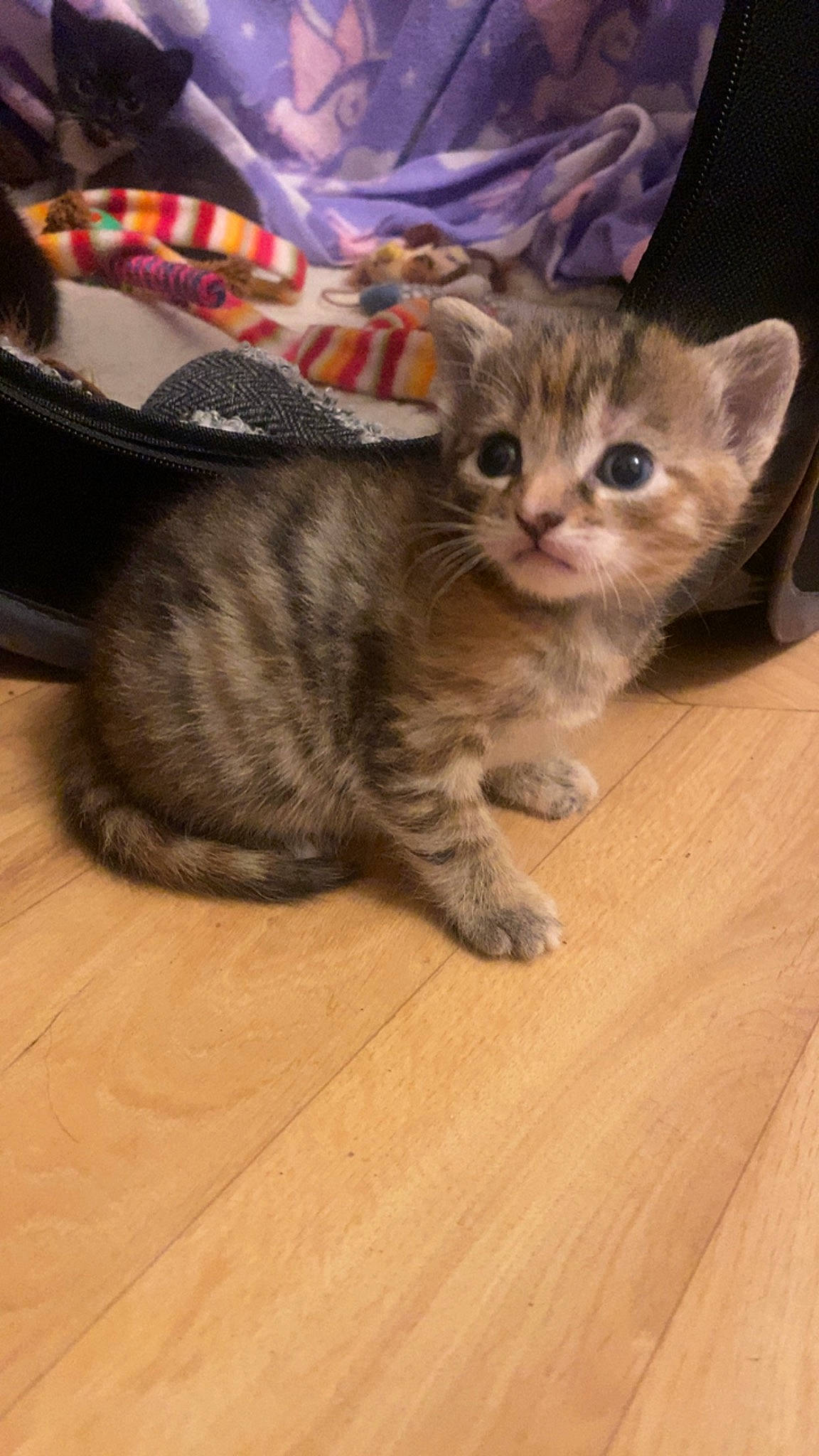 Kitten is registered to the contest to win money with this photo: carnivore, cat, claw, comfort, domestic_short_haired_cat, fawn, felidae, flooring, fur, hardwood, laminate_flooring, paw, small_to_medium_sized_cats, snout, tail, varnish, whiskers, wood, wood_flooring, wood_stain