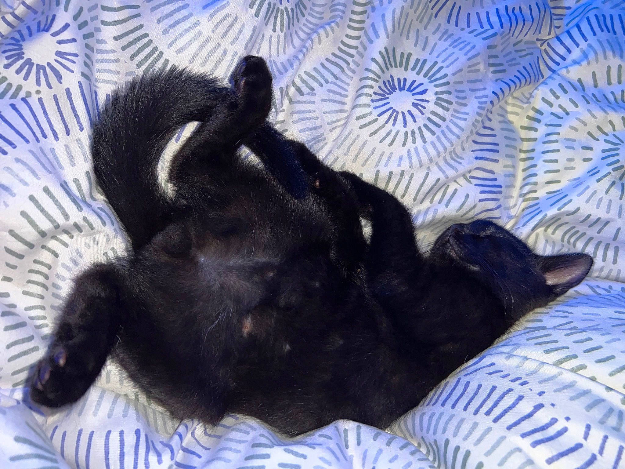 Uno participe au concours pour gagner de l'argent avec cette photo : black_cat, canidae, carnivore, claw, comfort, companion_dog, dog_breed, electric_blue, felidae, fur, guard_dog, linens, nap, paw, sleep, small_to_medium_sized_cats, snout, sporting_group, tail, terrestrial_animal