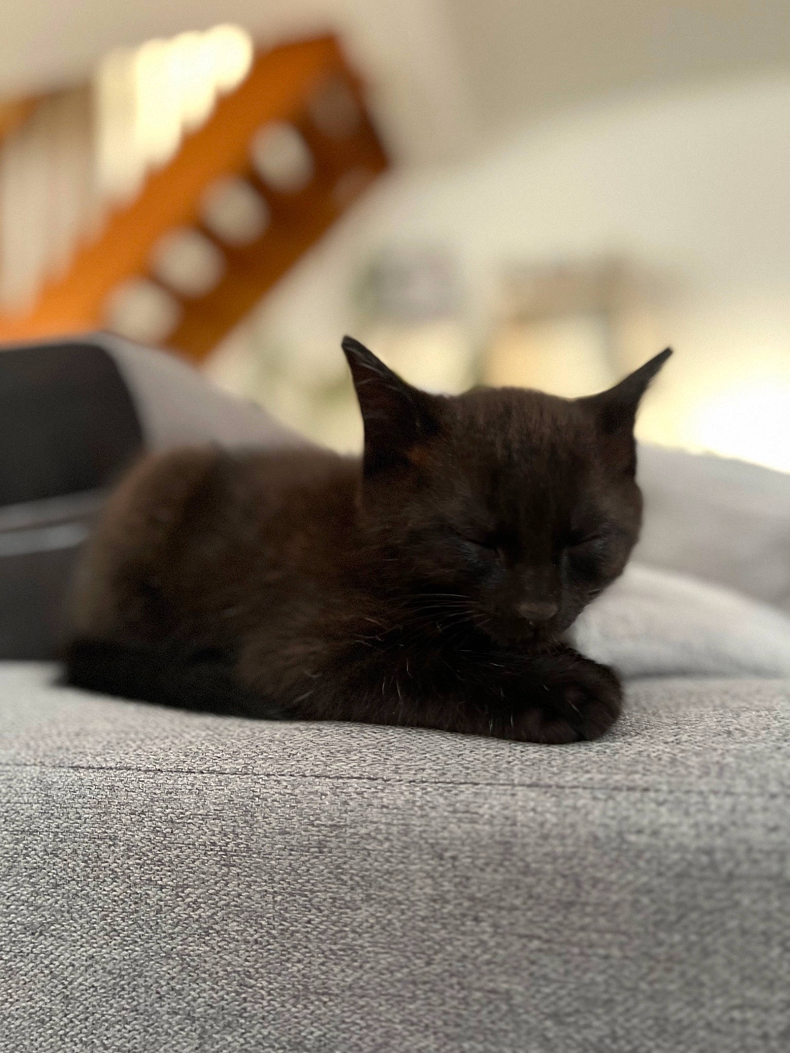 Uno a rejoint le concours — aidez-le/la à gagner de superbes lots ! black_cat, carnivore, cat, comfort, domestic_short_haired_cat, felidae, flooring, fur, linens, room, sand, small_to_medium_sized_cats, snout, tail, tree, whiskers, window, wood