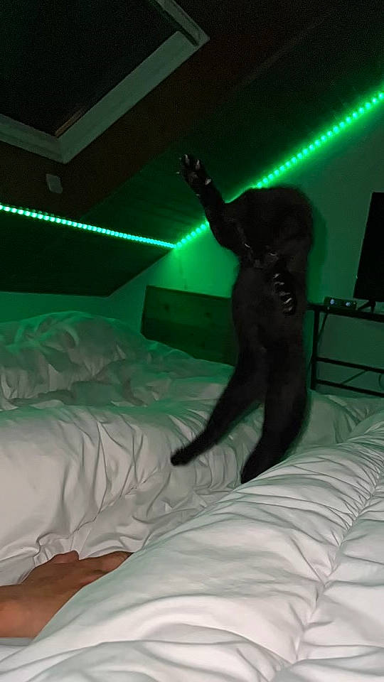 Uno a rejoint le concours — aidez-le/la à gagner de superbes lots ! bed, bedding, comfort, darkness, elbow, entertainment, event, fun, green, human_body, human_leg, linens, performance, performance_art, performing_arts, room, shadow, thigh, tree, visual_effect_lighting