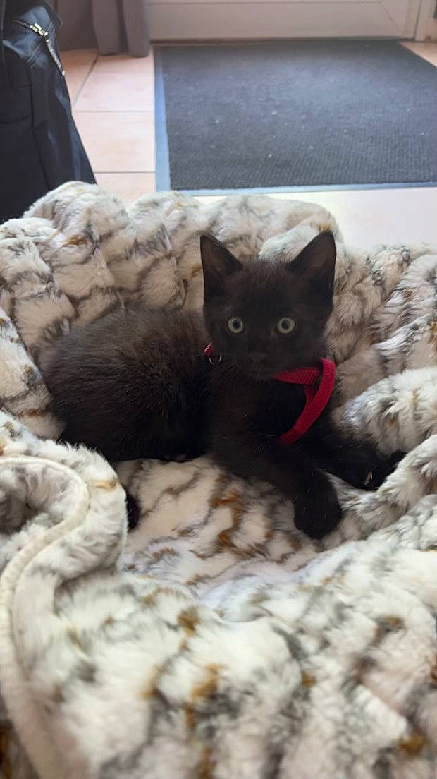 Uno participe au concours pour gagner de l'argent avec cette photo : black_cat, bombay, canidae, carnivore, cat, cat_bed, cat_supply, claw, comfort, domestic_short_haired_cat, fawn, felidae, fur, grey, paw, small_to_medium_sized_cats, tail, terrestrial_animal, tree, whiskers