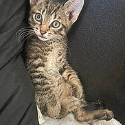 Biscuit participe au concours pour gagner de l'argent avec cette photo : animal, blanket, cat, cozy, curious, cute, ears, feline, fur, indoor, kitten, pet, portrait, relaxed, sitting, soft, tabby, whiskers, wide_eyes, young