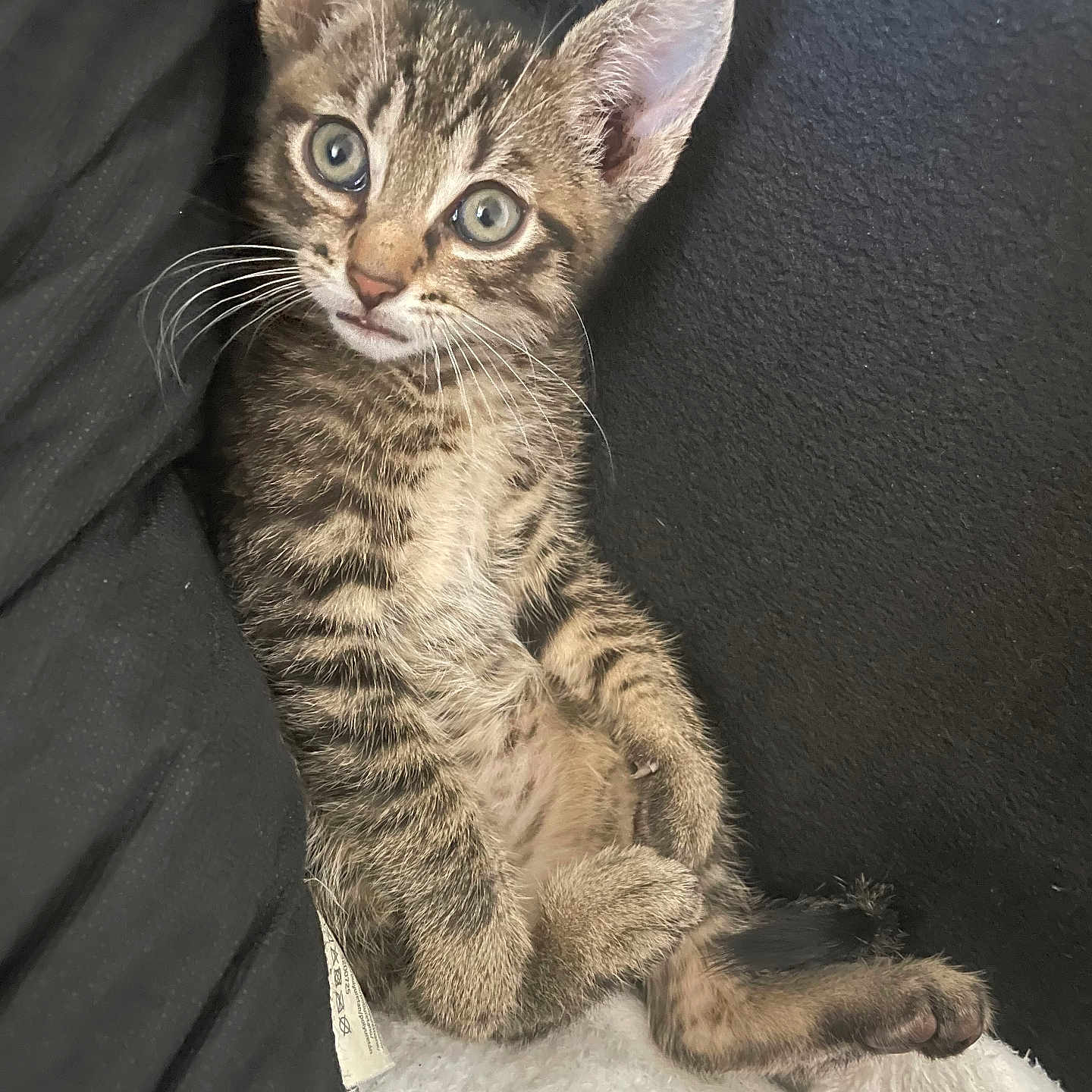 Biscuit