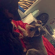 Isabel is registered to the contest to win money with this photo: dog, bed, blanket, indoor, animal, pet, furniture, curtain, zebra_pattern, red, black, brown, relaxing, cozy, small_dog, large_dog, fur, resting, domestic, companion