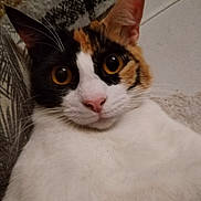 Tatooïne a rejoint le concours — aidez-le/la à gagner de superbes lots ! animal, calico, cat, closeup, curious, cute, domestic, ears, eyes, face, feline, fur, indoor, looking, mammal, nose, pet, portrait, soft, whiskers