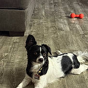 Chico is registered to the contest to win money with this photo: dog, black_and_white, laying_down, floor, wood_floor, toy, orange_toy, couch, pet, indoor, alert, collar, tag, fur, paw, tail, ears, animal, domestic_animal, relaxed