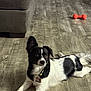 dog, black_and_white, laying_down, floor, wood_floor, toy, orange_toy, couch, pet, indoor, alert, collar, tag, fur, paw, tail, ears, animal, domestic_animal, relaxed