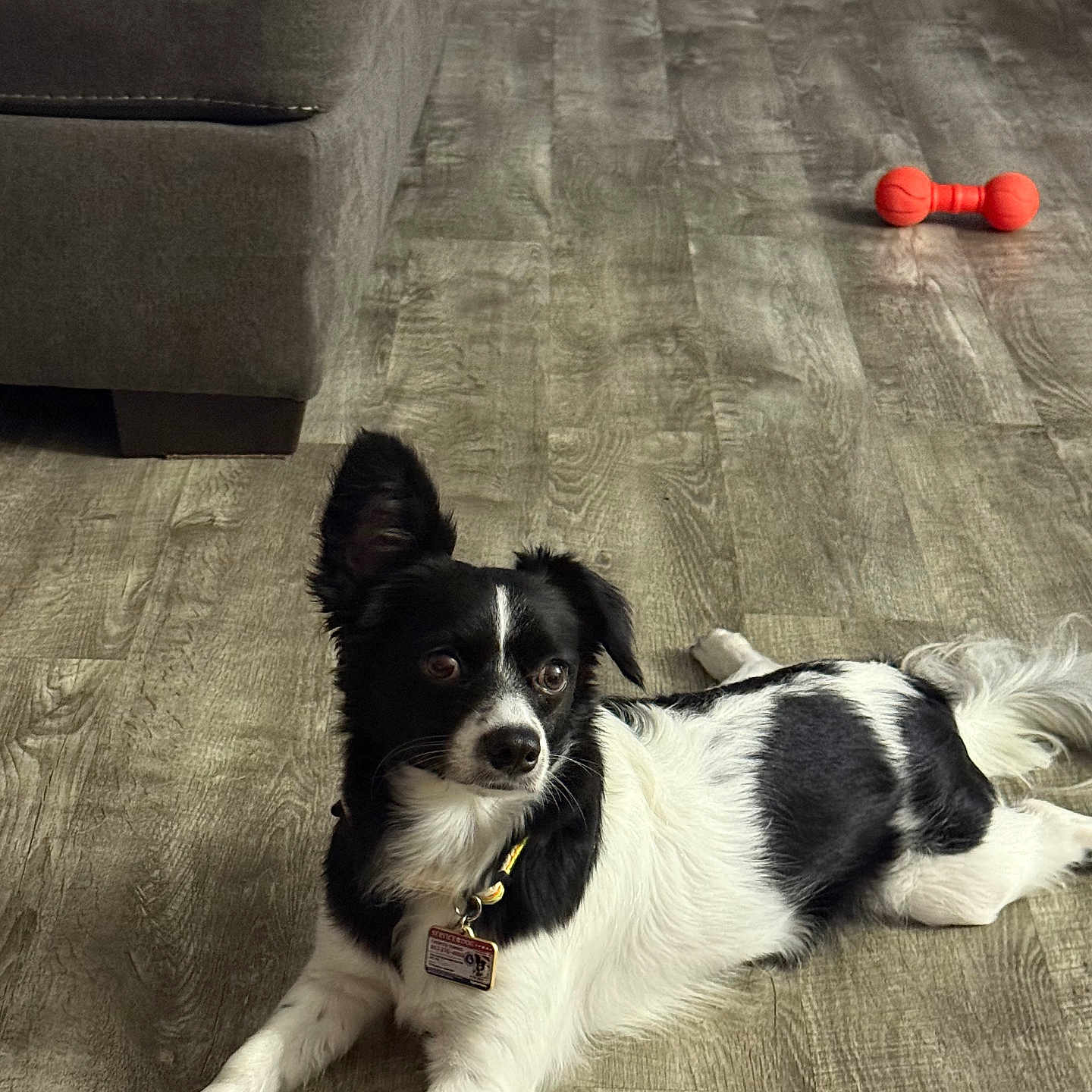 Chico is registered to the contest to win money with this photo: alert, animal, black_and_white, collar, couch, dog, domestic_animal, ears, floor, fur, indoor, laying_down, orange_toy, paw, pet, relaxed, tag, tail, toy, wood_floor