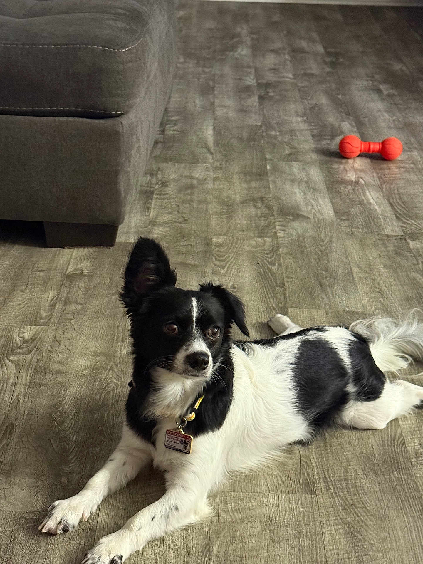 Chico is registered to the contest to win money with this photo: dog, black_and_white, laying_down, floor, wood_floor, toy, orange_toy, couch, pet, indoor, alert, collar, tag, fur, paw, tail, ears, animal, domestic_animal, relaxed
