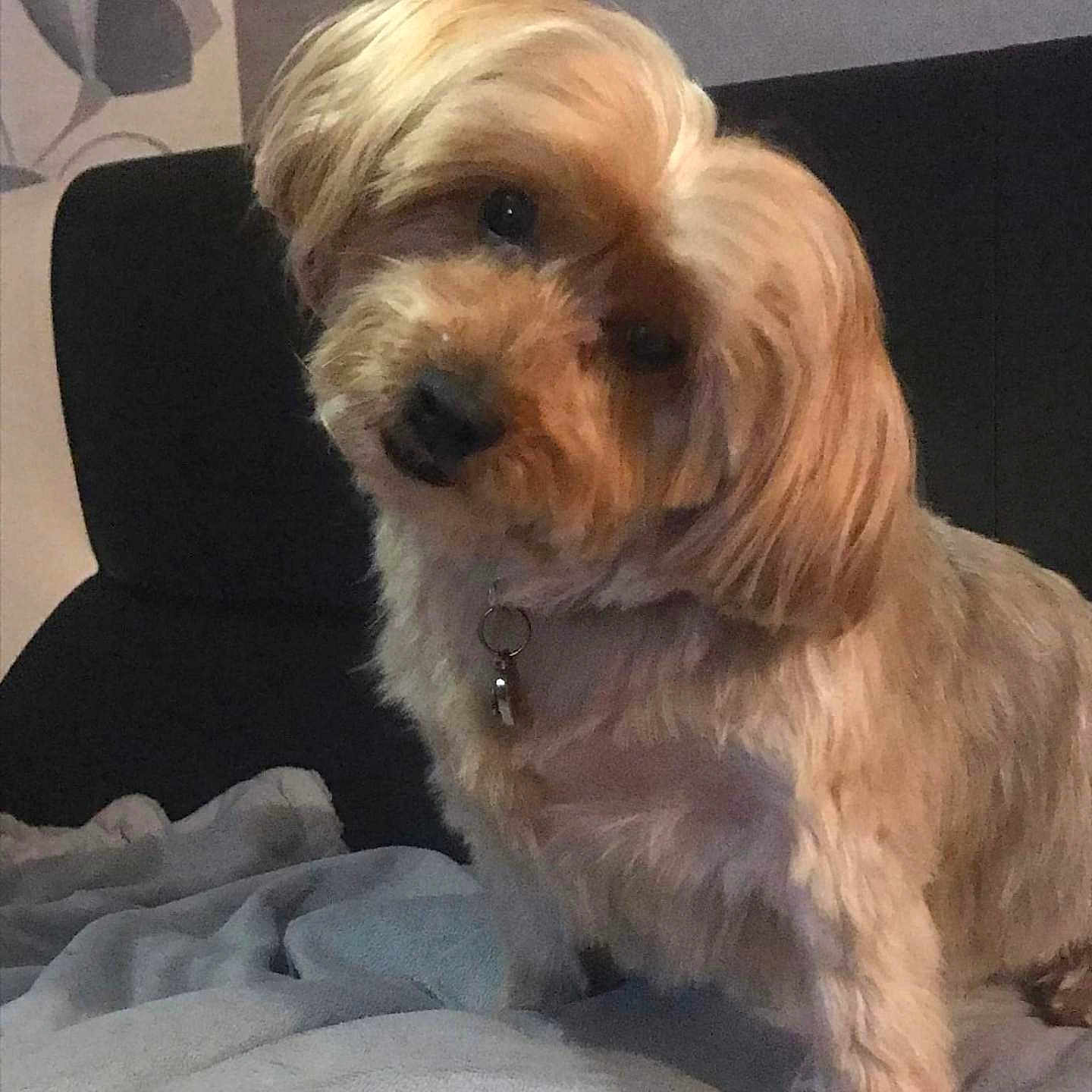 Bella participe au concours pour gagner de l'argent avec cette photo : affenpinscher, animal, bed, blonde, canine, cockerspaniel, couch, cushion, dog, furniture, hair, homedecor, papillon, person, pet, poodle, puppy, snout, terrier, whitedog