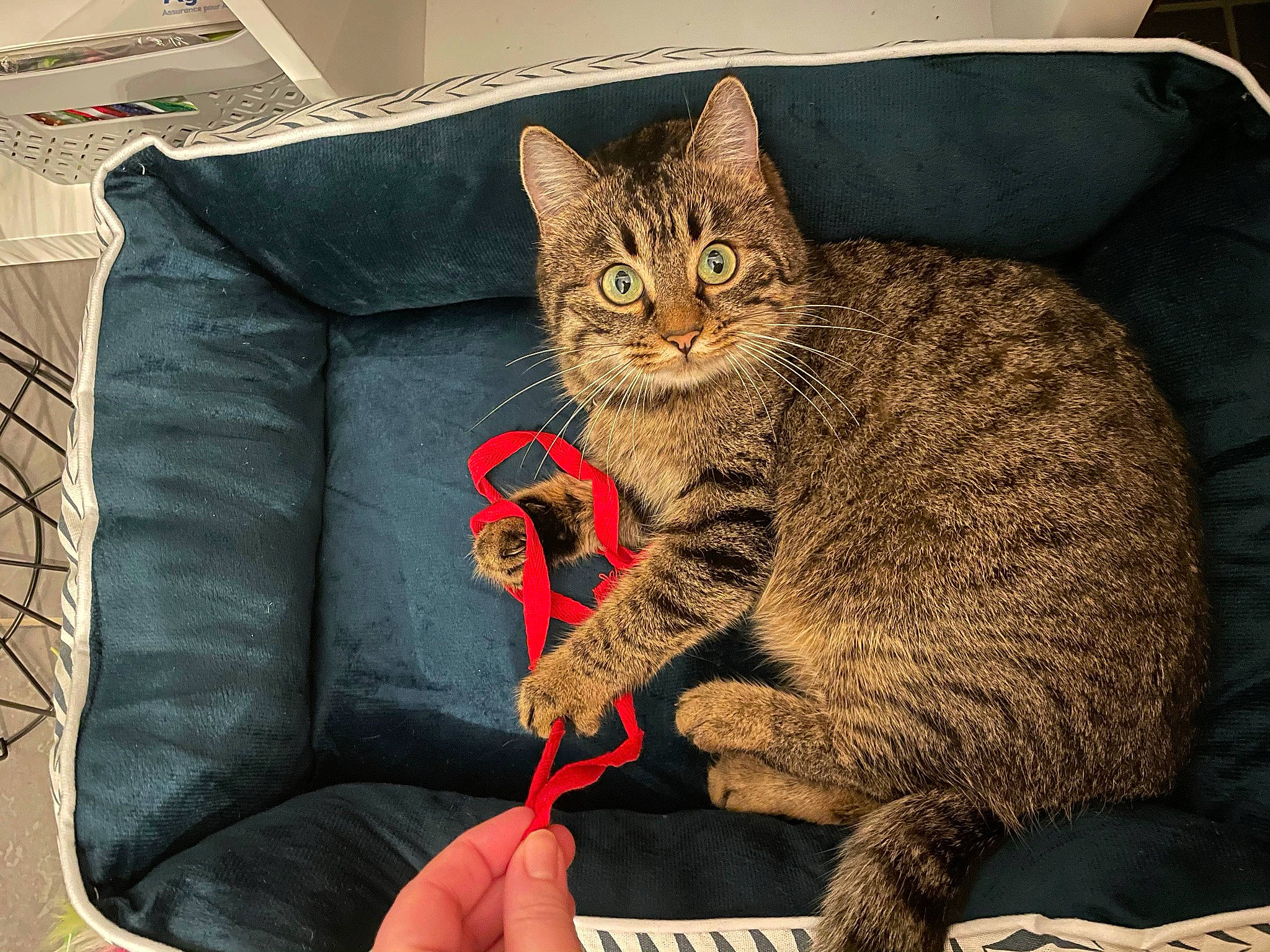 Praline a rejoint le concours — aidez-le/la à gagner de superbes lots ! carnivore, cat, cat_supply, claw, comfort, couch, domestic_short_haired_cat, felidae, fur, gesture, lap, mammal, nail, paw, sitting, small_to_medium_sized_cats, tail, terrestrial_animal, tree, whiskers