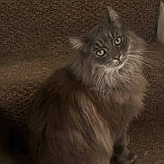 Buddy is registered to the contest to win money with this photo: cat, gray_cat, fluffy, long_hair, pet, animal, staircase, carpet, indoor, looking_up, green_eyes, feline, cute, domestic_animal, whiskers, ears, tail, sitting, curious, cozy