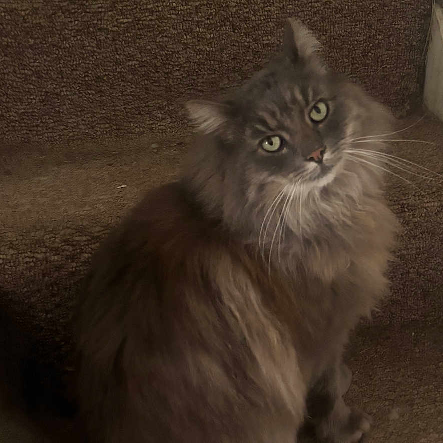 Buddy is registered to the contest to win money with this photo: animal, carpet, cat, cozy, curious, cute, domestic_animal, ears, feline, fluffy, gray_cat, green_eyes, indoor, long_hair, looking_up, pet, sitting, staircase, tail, whiskers