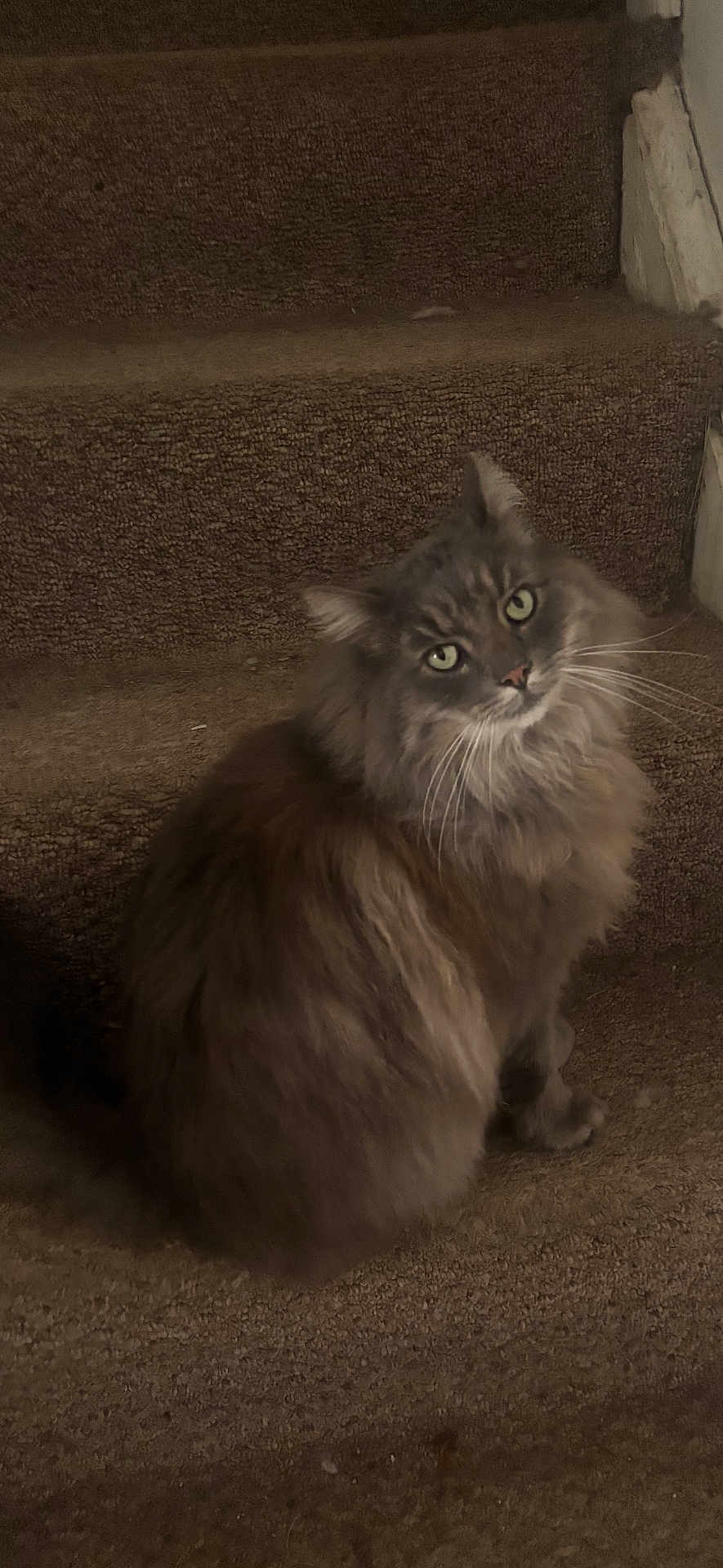 Buddy is registered to the contest to win money with this photo: cat, gray_cat, fluffy, long_hair, pet, animal, staircase, carpet, indoor, looking_up, green_eyes, feline, cute, domestic_animal, whiskers, ears, tail, sitting, curious, cozy
