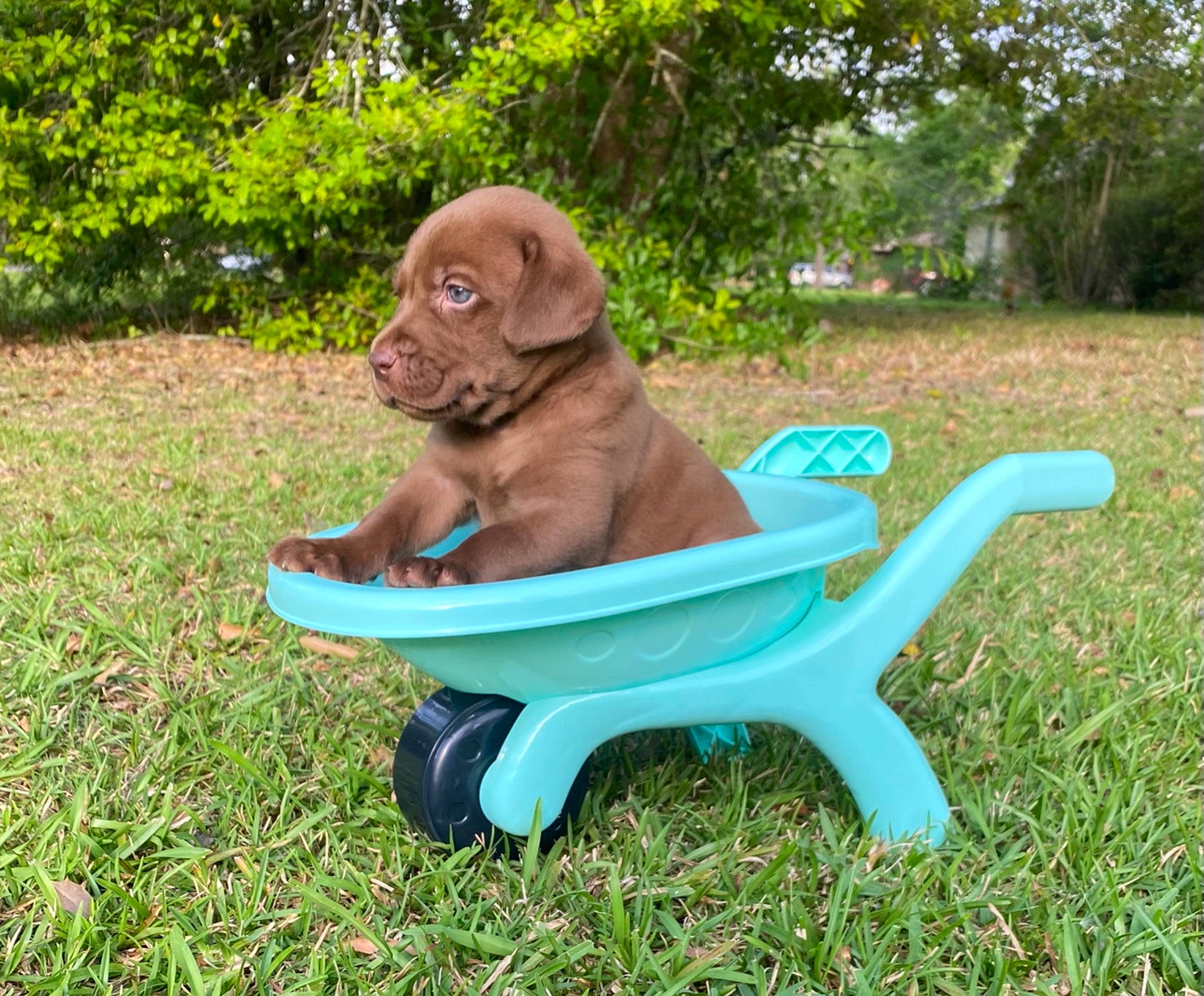 Miller joined the competition — help win amazing prizes! carnivore, chair, companion_dog, dog, dog_breed, dog_collar, electric_blue, garden, grass, gun_dog, liver, outdoor_furniture, plant, plastic, tail, tree, vertebrate, working_animal, yard