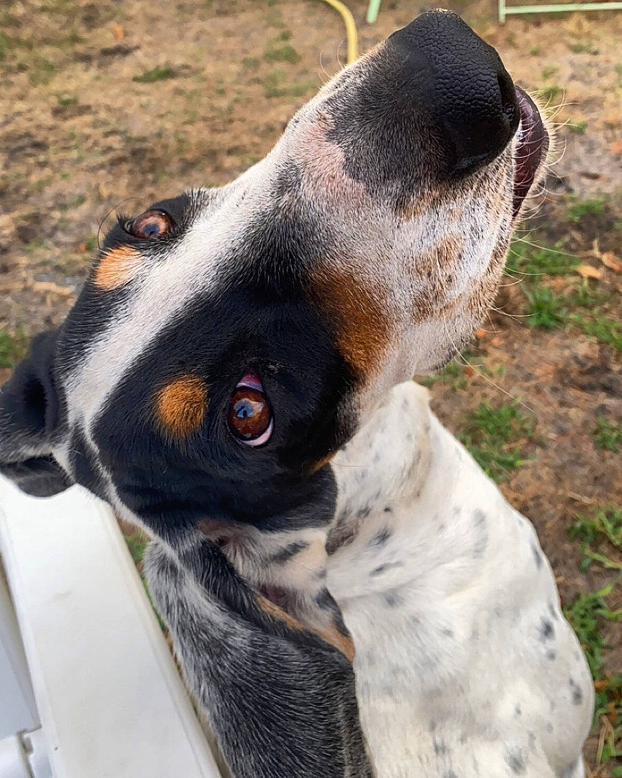 Pongo participe au concours pour gagner de l'argent avec cette photo : canidae, carnivore, collar, companion_dog, dog, dog_breed, dog_collar, fawn, fur, grey, hunting_dog, mammal, neck, pet_supply, snout, sporting_group, vertebrate, whiskers, working_animal, working_dog