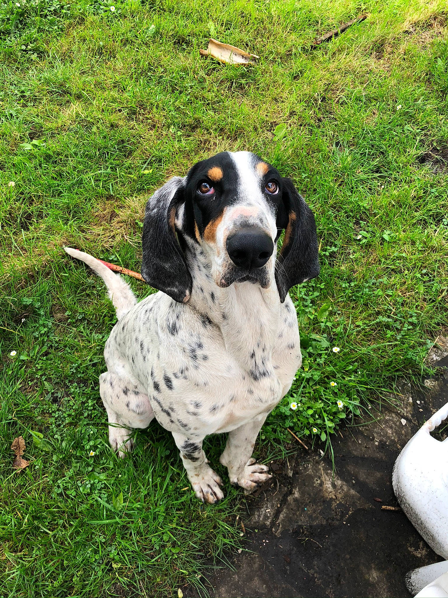 Pongo a rejoint le concours — aidez-le/la à gagner de superbes lots ! canidae, carnivore, companion_dog, dog, dog_breed, grass_family, groundcover, hound, mammal, snout, sporting_group, working_dog