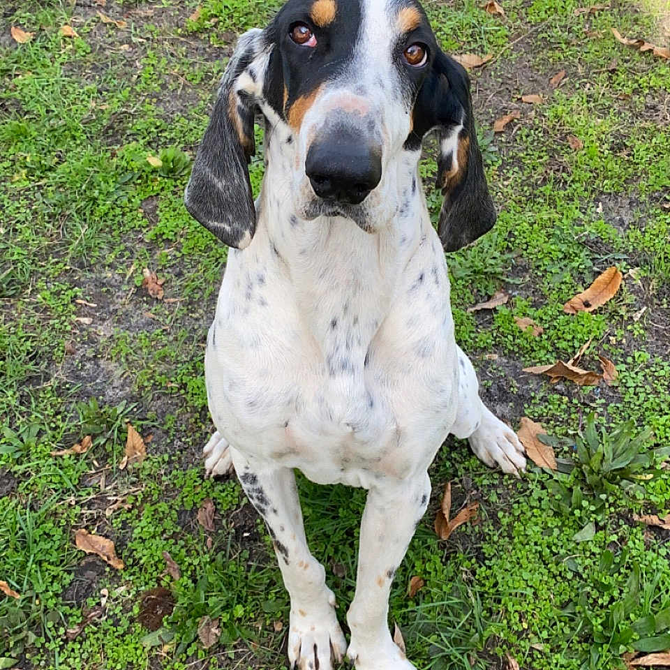 Pongo