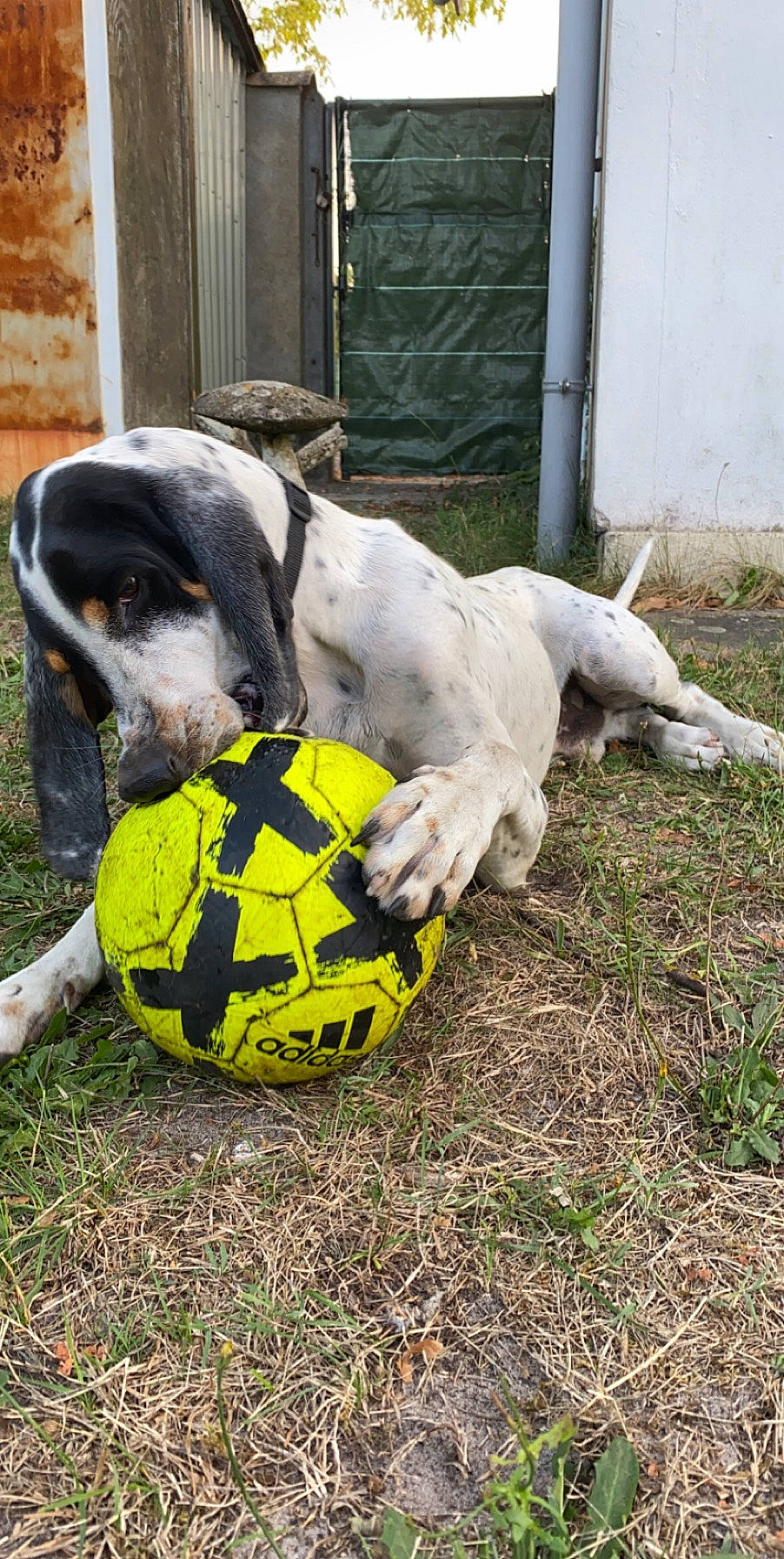 Pongo a rejoint le concours — aidez-le/la à gagner de superbes lots ! ball, canidae, carnivore, collar, dog, dog_breed, dog_supply, dog_toy, football, hunting_dog, pet_supply, snout, soccer, soccer_ball, sporting_group, sports_equipment, sports_toy, toy, working_animal
