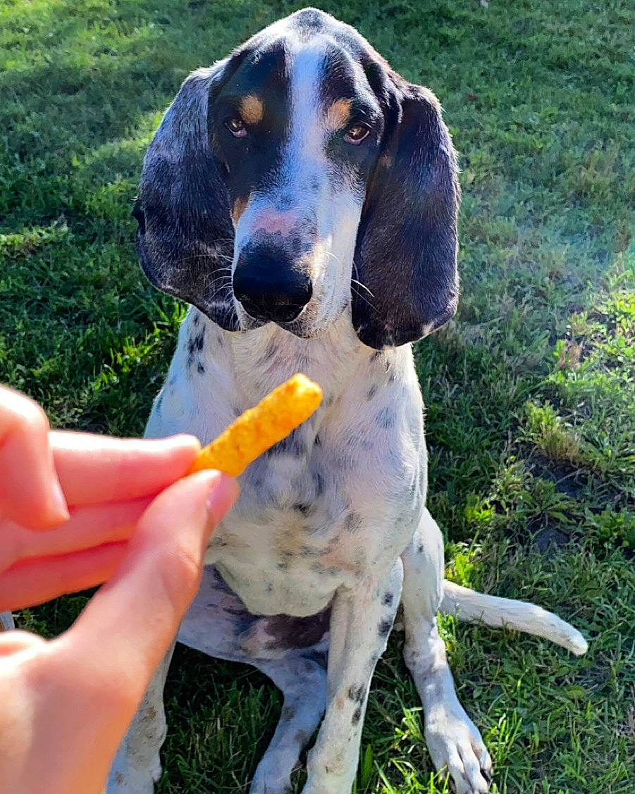 Pongo a rejoint le concours — aidez-le/la à gagner de superbes lots ! canidae, carnivore, collar, companion_dog, dog, dog_breed, dog_collar, grass_family, groundcover, hound, hunting_dog, mammal, nail, paw, pet_supply, snout, sporting_group, thumb, vertebrate, working_animal