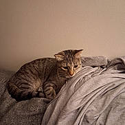 Abby is registered to the contest to win money with this photo: animal, blanket, brown, cat, couch, cozy, ears, feline, fur, gray, home, indoors, pet, portrait, relaxed, sitting, sleepy, striped, tabby, whiskers