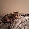animal, blanket, brown, cat, couch, cozy, ears, feline, fur, gray, home, indoors, pet, portrait, relaxed, sitting, sleepy, striped, tabby, whiskers