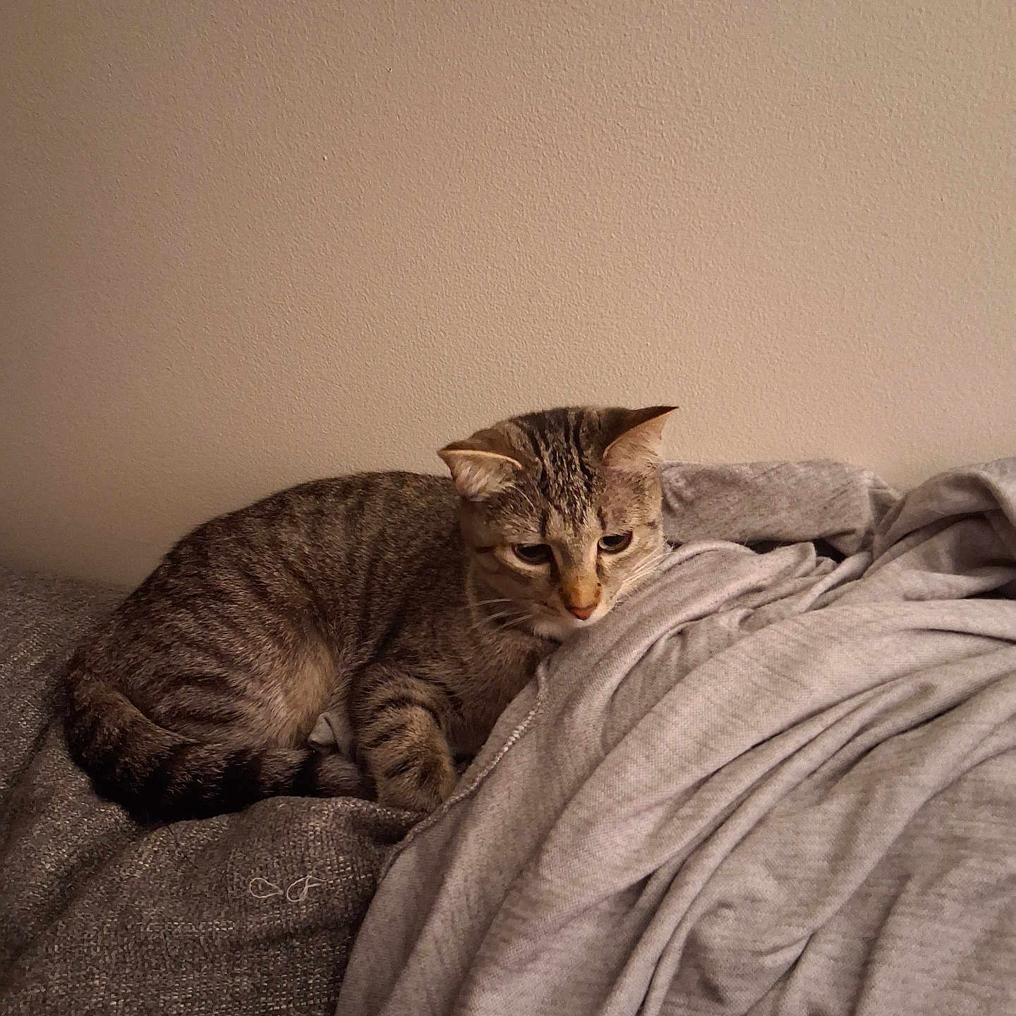 Abby