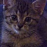 kitten, cat, close_up, feline, fur, eyes, ears, pet, animal, cute, indoor, portrait, whiskers, young, domestic_animal, small, mammal, face, furry, tabby
