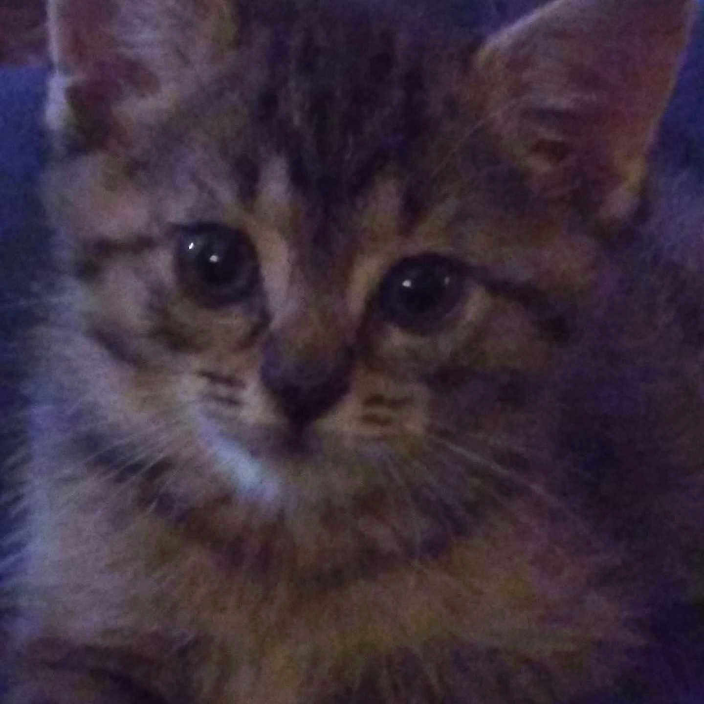 Spot is registered to the contest to win money with this photo: kitten, cat, close_up, feline, fur, eyes, ears, pet, animal, cute, indoor, portrait, whiskers, young, domestic_animal, small, mammal, face, furry, tabby