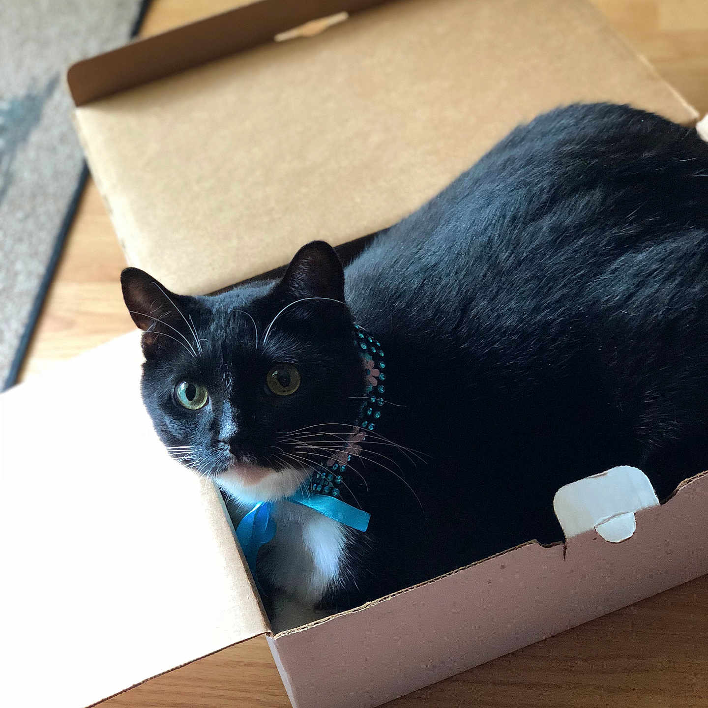Blu joined the competition — help win amazing prizes! animal, black_and_white, box, cardboard, cat, closeup, collar, curious, cute, domestic_animal, ears, eyes, feline, floor, fur, home, indoor, pet, sitting, whiskers