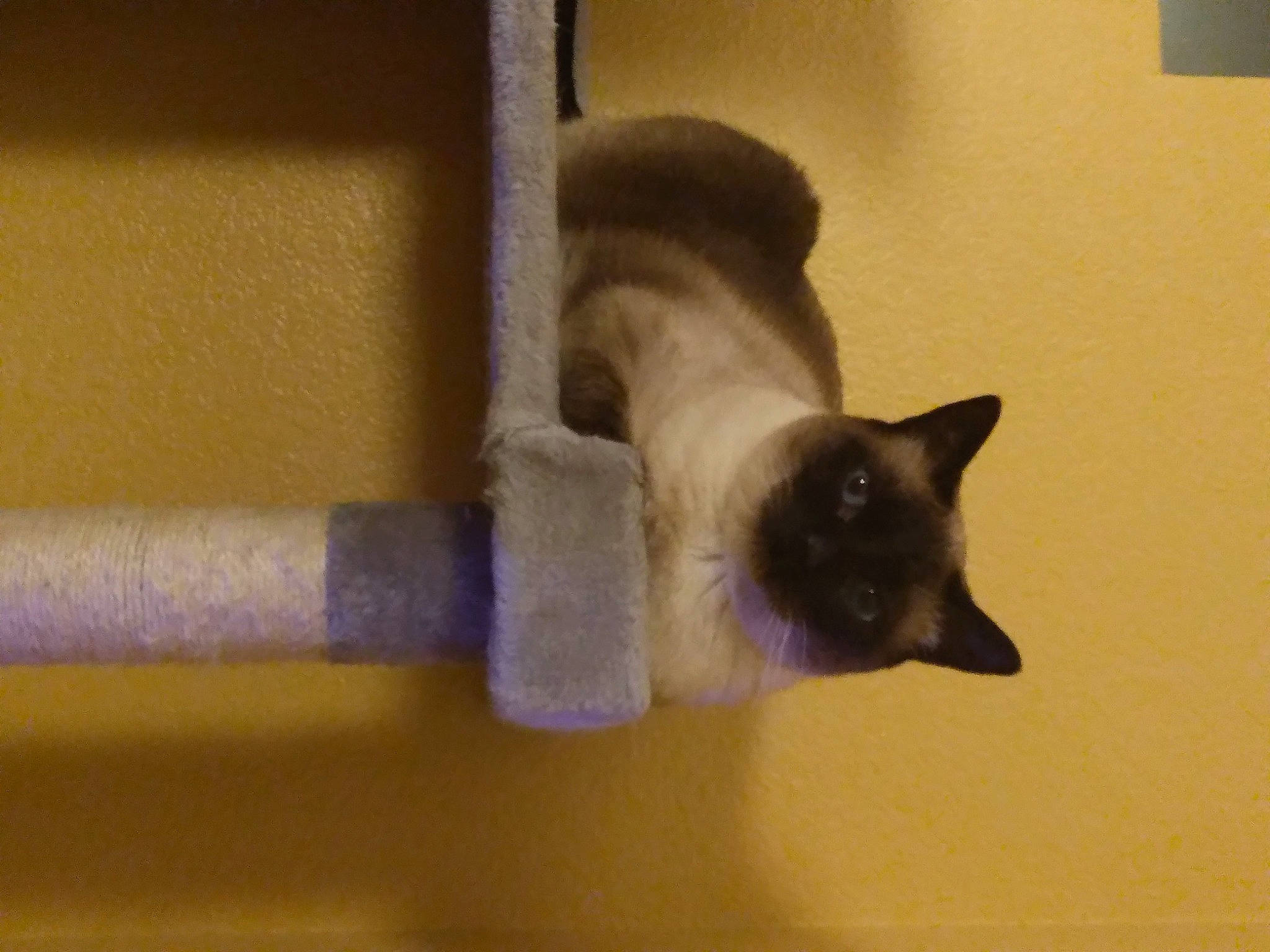 Missy