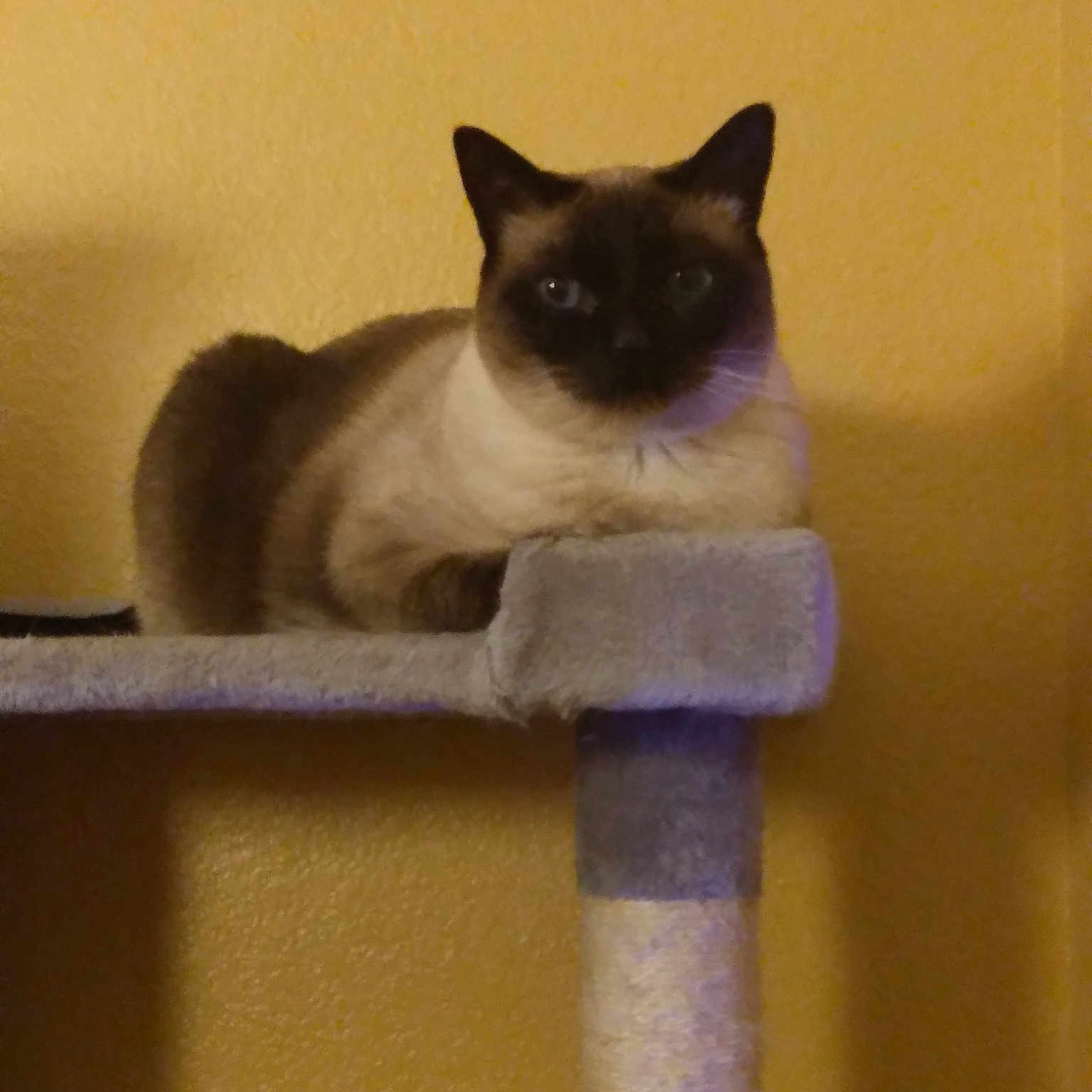 Missy