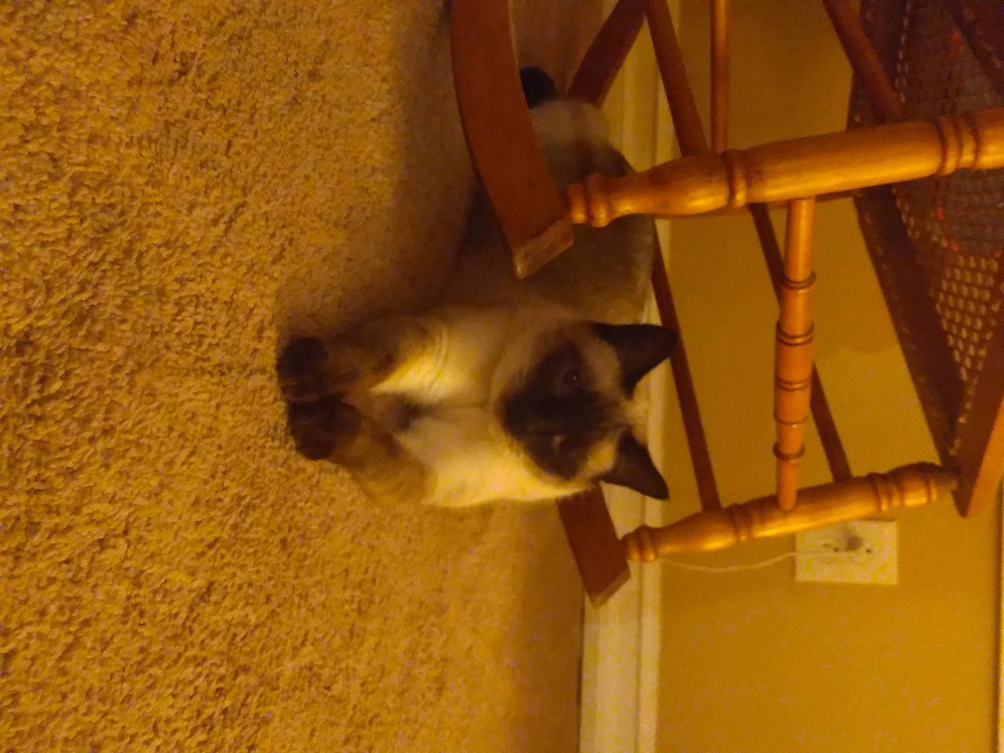 Gracie