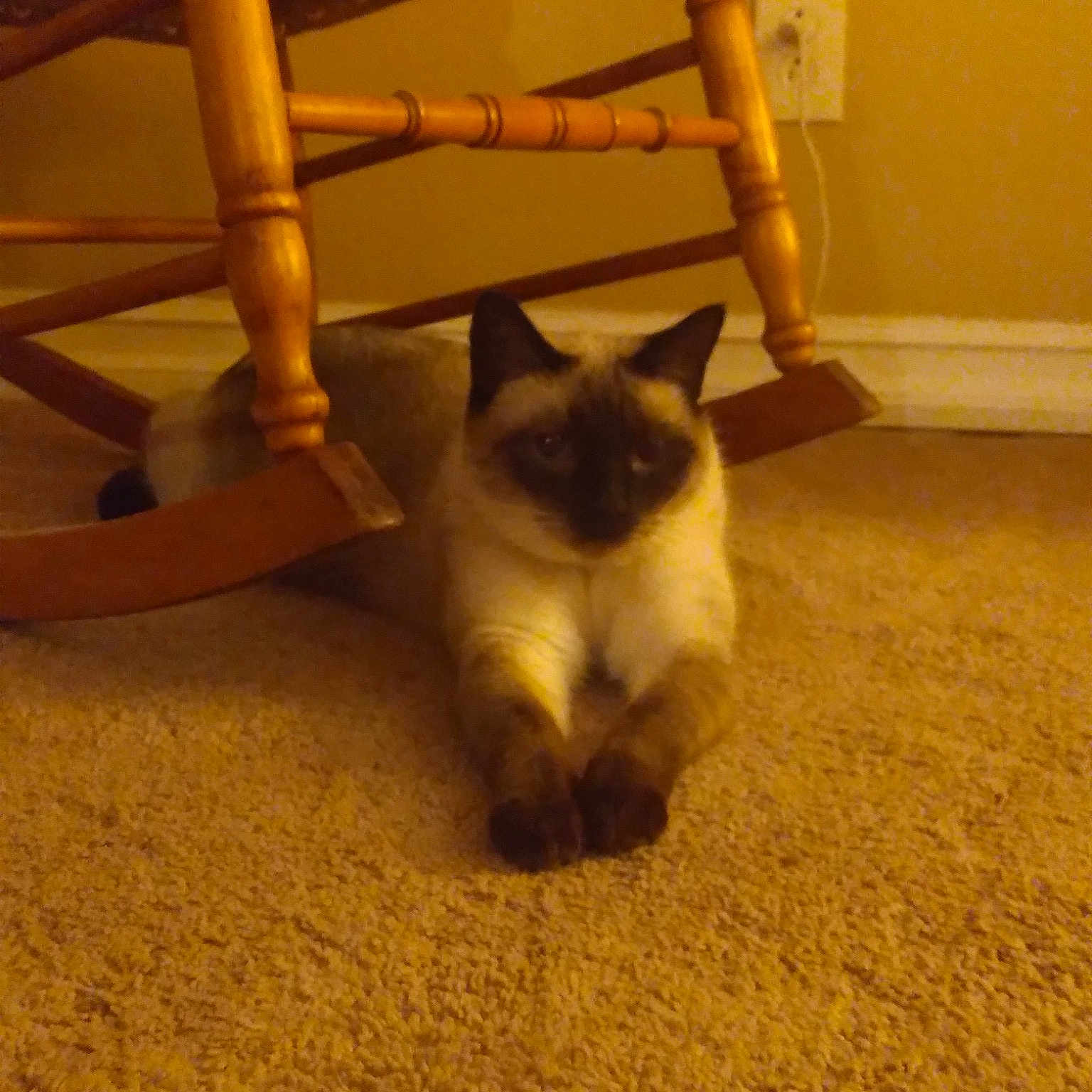 Gracie