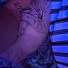 kitten, sleeping, cat, arm, tattoo, striped_shirt, blue_light, cozy, person, resting, pet, fur, cute, indoor, blanket, comfort, animal, nap, snuggling, relaxation