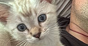 Blue is registered to the contest to win money with this photo: kitten, cat, blue_eyes, pet, person, indoor, close_up, fur, whiskers, resting, cuddle, companion, young_animal, cute, domestic_cat, face, human, casual, relaxation, soft_texture