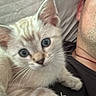 kitten, cat, blue_eyes, pet, person, indoor, close_up, fur, whiskers, resting, cuddle, companion, young_animal, cute, domestic_cat, face, human, casual, relaxation, soft_texture