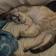 Blue is registered to the contest to win money with this photo: cat, pet, feline, lying_down, relaxed, bed, blanket, fur, paws, cute, animal, indoors, cozy, sleepy, resting, playful, soft, tail, whiskers, comfort