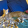 Truffles joined the competition — help win amazing prizes! cat, bed, pillow, blanket, sleeping, resting, feline, fur, domestic_animal, blue, green, patterned_blanket, relaxing, indoor, cozy, two_cats, striped_cat, tabby_cat, white_paws, animal