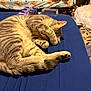 Truffles joined the competition — help win amazing prizes! cat, tabby, sleeping, paw, bed, bedding, blanket, blue, striped, fur, indoor, cozy, pet, animal, resting, feline, cute, covering_face, paw_up, relaxed