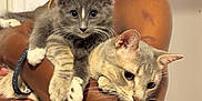 Tiramisu joined the competition — help win amazing prizes! cat, kitten, pet, animal, feline, cute, fur, whiskers, paws, person, arms, holding, indoor, closeup, domestic, mammal, companion, curious, relaxed, soft
