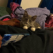 Tiramisu joined the competition — help win amazing prizes! kitten, cat, gray_cat, white_paws, blanket, fur, hand, phone, indoor, cozy, curious, pet, resting, text_label, fabric, cushion, colorful_blanket, soft_texture, domestic_animal, closeup