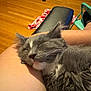 cat, sleeping, gray_cat, white_fur, pet, animal, indoor, floor, wooden_floor, human_leg, relaxation, cozy, fur, whiskers, domestic_cat, resting, cute, close_up, chair, home