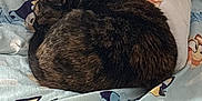 Toffee is registered to the contest to win money with this photo: cat, bed, blanket, cartoon, sleeping, animal, feline, fur, resting, cozy, pattern, indoor, cute, pet, domestic_animal, mammal, tabby, sleep, comfort, background