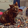 cat, tortoiseshell_cat, blanket, mushroom_pattern, indoor, window, curtain, box, baby_image, clothing, bed, furniture, pet, animal, cozy, curious, sitting, tilted_head, domestic, soft