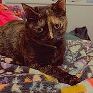 Toffee joined the competition — help win amazing prizes! cat, tortoiseshell_cat, pet, animal, indoor, blanket, patterned_blanket, cozy, feline, resting, green_eyes, soft_lighting, window, home, fur, whiskers, cute, relaxed, closeup, companion