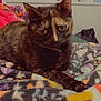 cat, tortoiseshell_cat, pet, animal, indoor, blanket, patterned_blanket, cozy, feline, resting, green_eyes, soft_lighting, window, home, fur, whiskers, cute, relaxed, closeup, companion