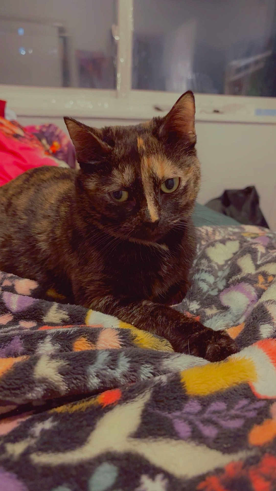 Toffee